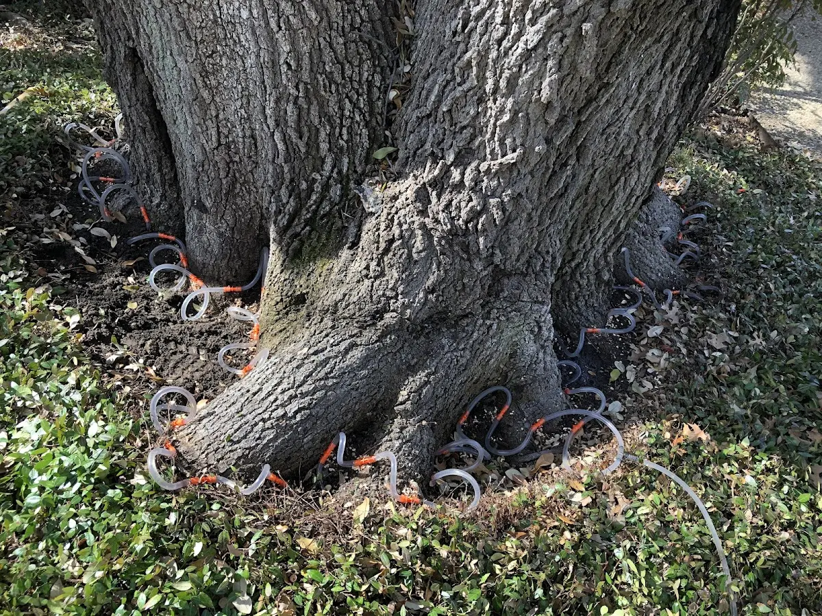 Detailed Tree Cabling and Bracing job site in Endicott