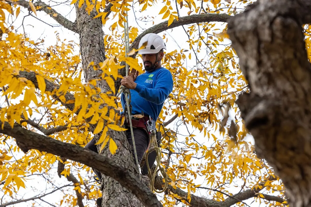 Skilled Tree Planting crew working in Endicott