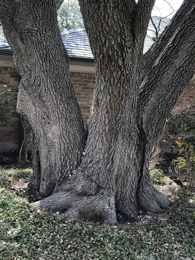 Mature heritage tree close to a Endicott property cared for by certified arborists